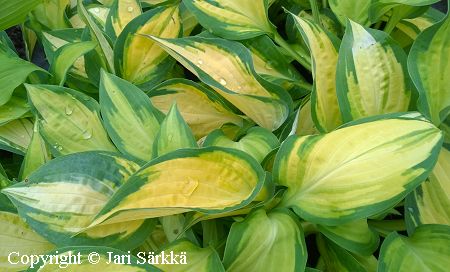 Hosta Tarhafunkia-Ryhm 'Orange Marmalade', jalokuunlilja